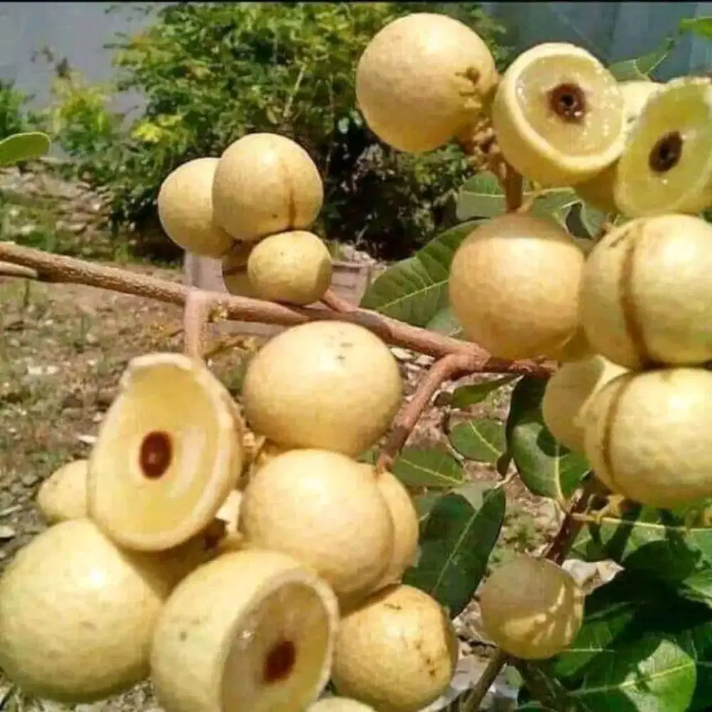 Bibit kelengkeng daging tebal mata lada satujari lokasi bandar Lampung