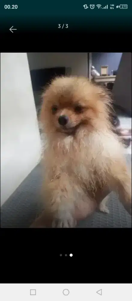 Groming pangilan termurah