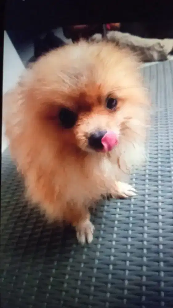 Pets groming pangilan