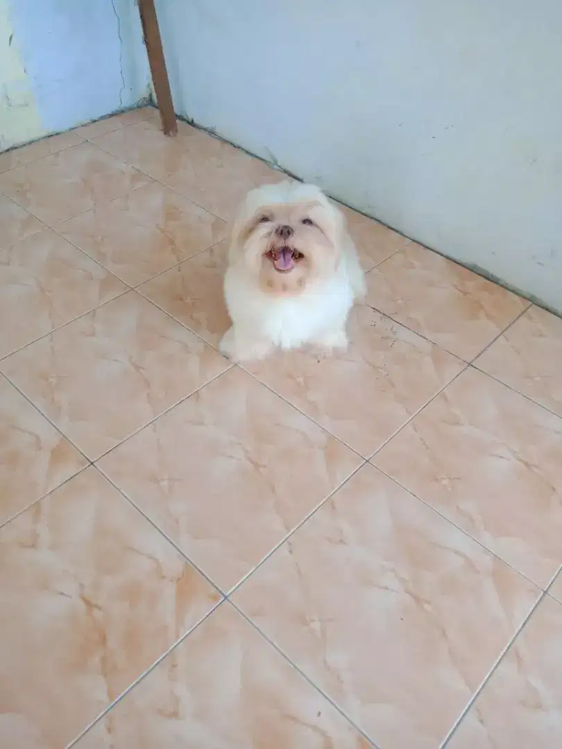 Pejantan shih tzu bule
