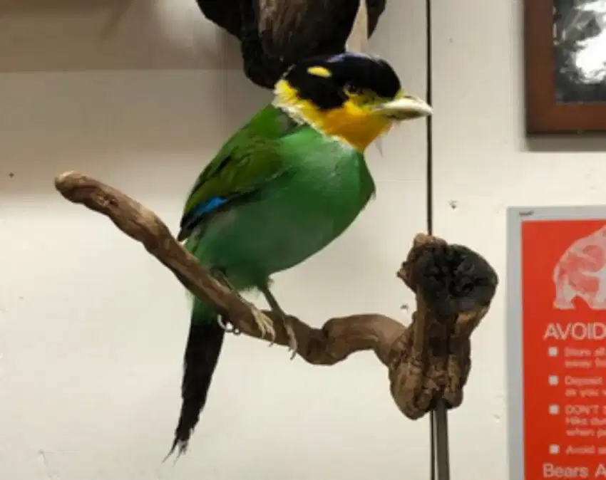 Burung madi Injab asli seperti boneka istimewa langka