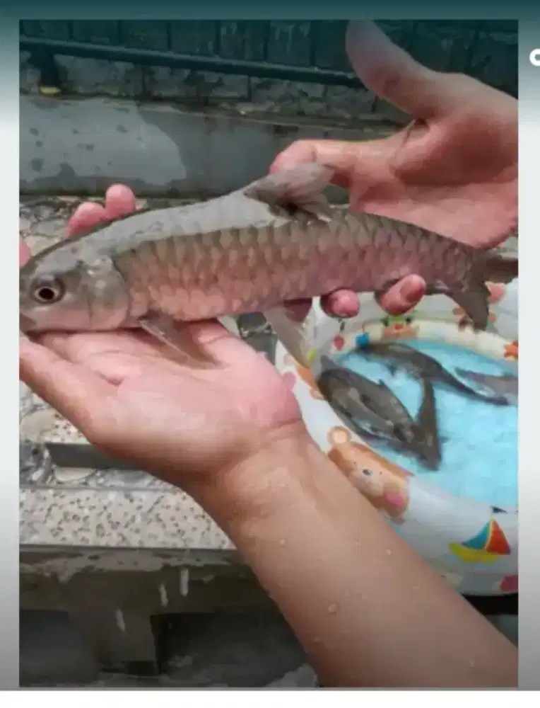ikan dewa mahseer kancra tor soro batak kelah jurung bisa campur koi