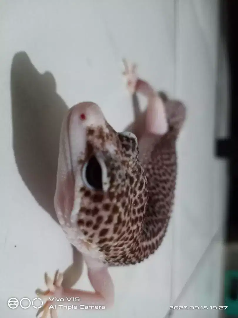 Leopard Gecko Pied betina siap kawin