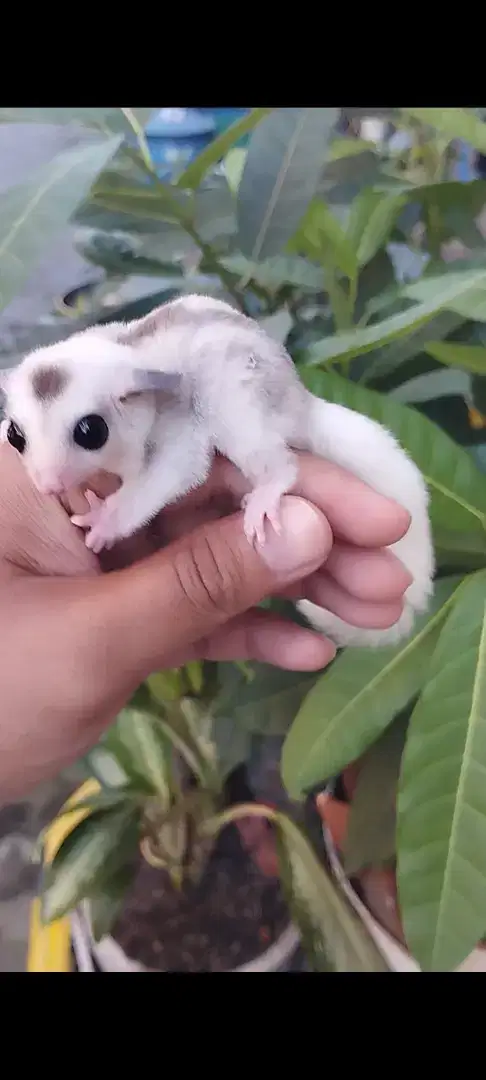 Sugar Glider Mozaik