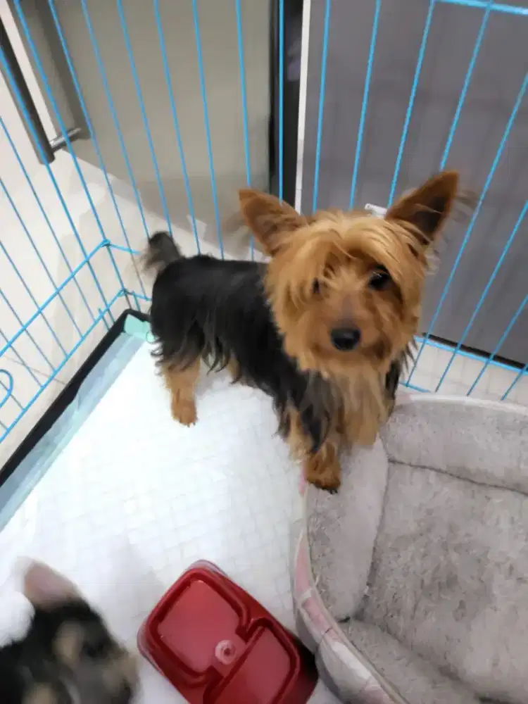 Yorkshire Terrier Yorkie Pejantan Tangguh stb