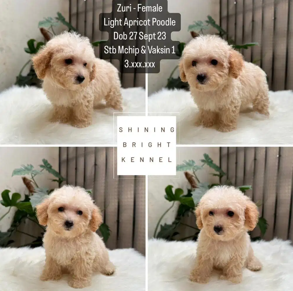 Jual store teacup poodle