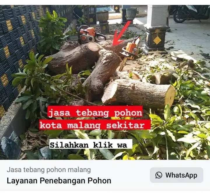tebang pohon kota malang