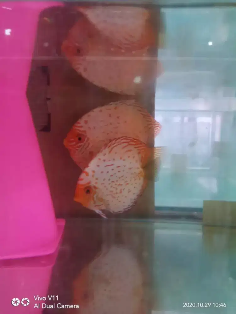 Ikan Discus White Pigeon size 1,5 inchi