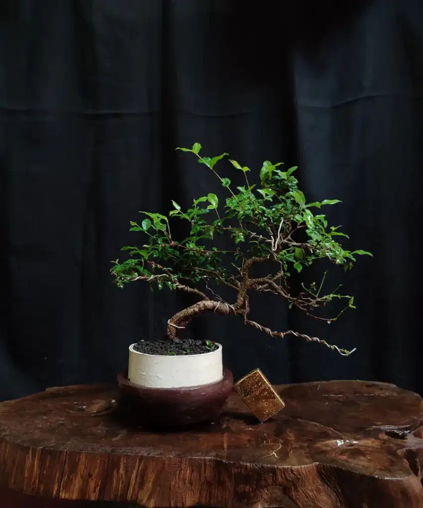 Bonsai sakura micro