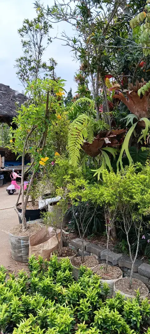 Jual Tanaman Untuk Proyek
