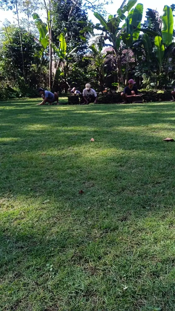 Rumput golf Sragen kwalitas rumput no1