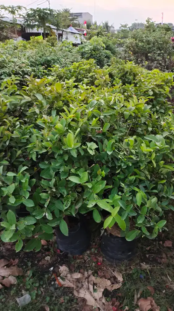 Jual pohon buah jambu kancing