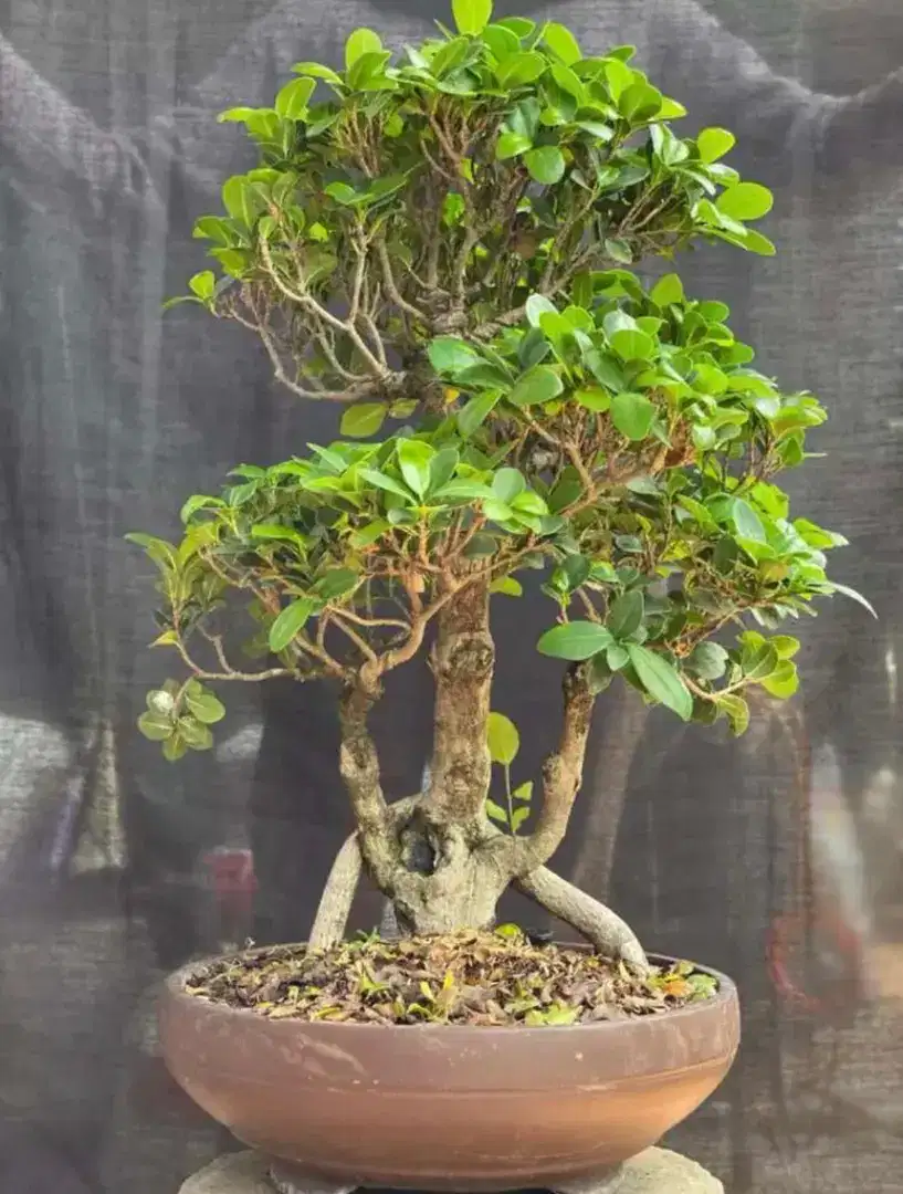 Bonsai Beringin Elegan Medium