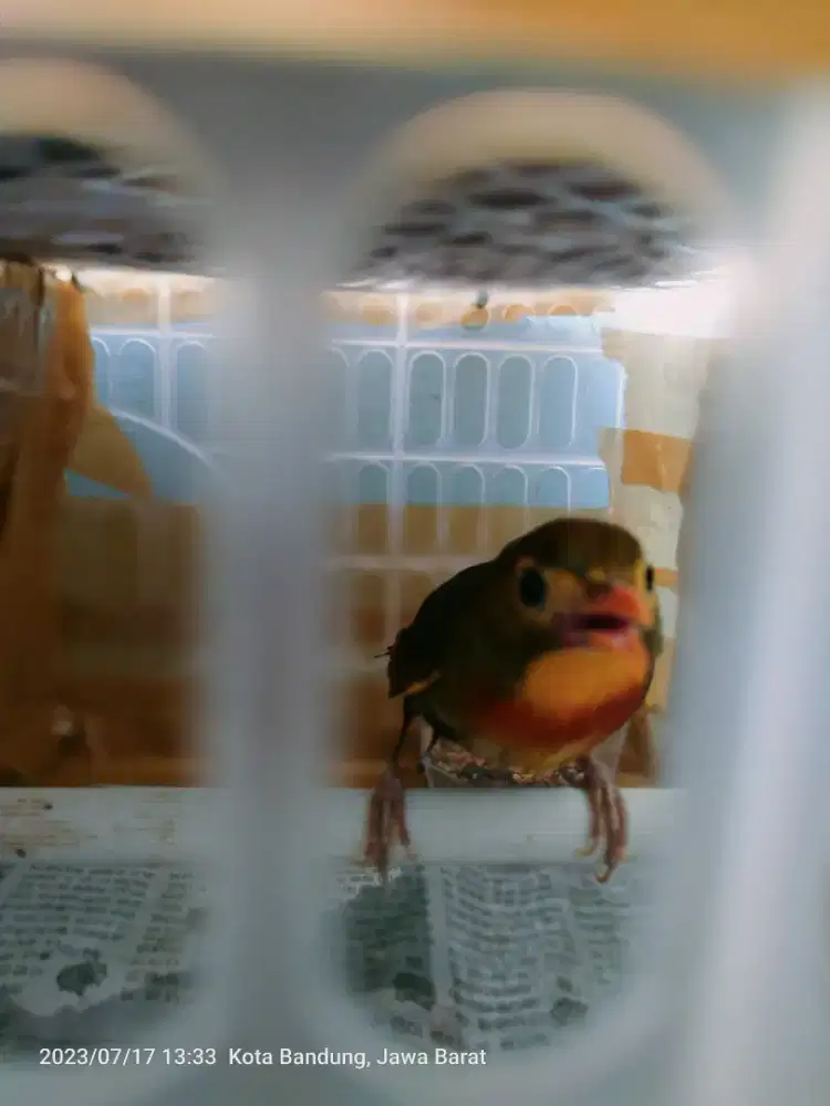 SEPASANG BURUNG LEGENDARIS THE ROBIN MULUS SEHAT TERAWAT BUNYI  RAJIN