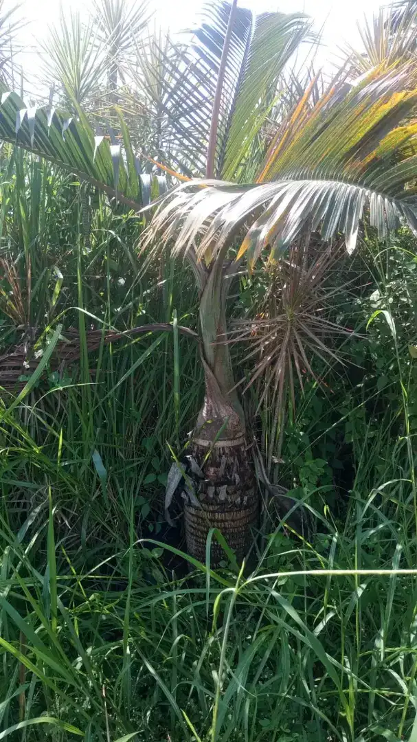Pohon palem botol tinggi 1,5 meter daun - palem botol