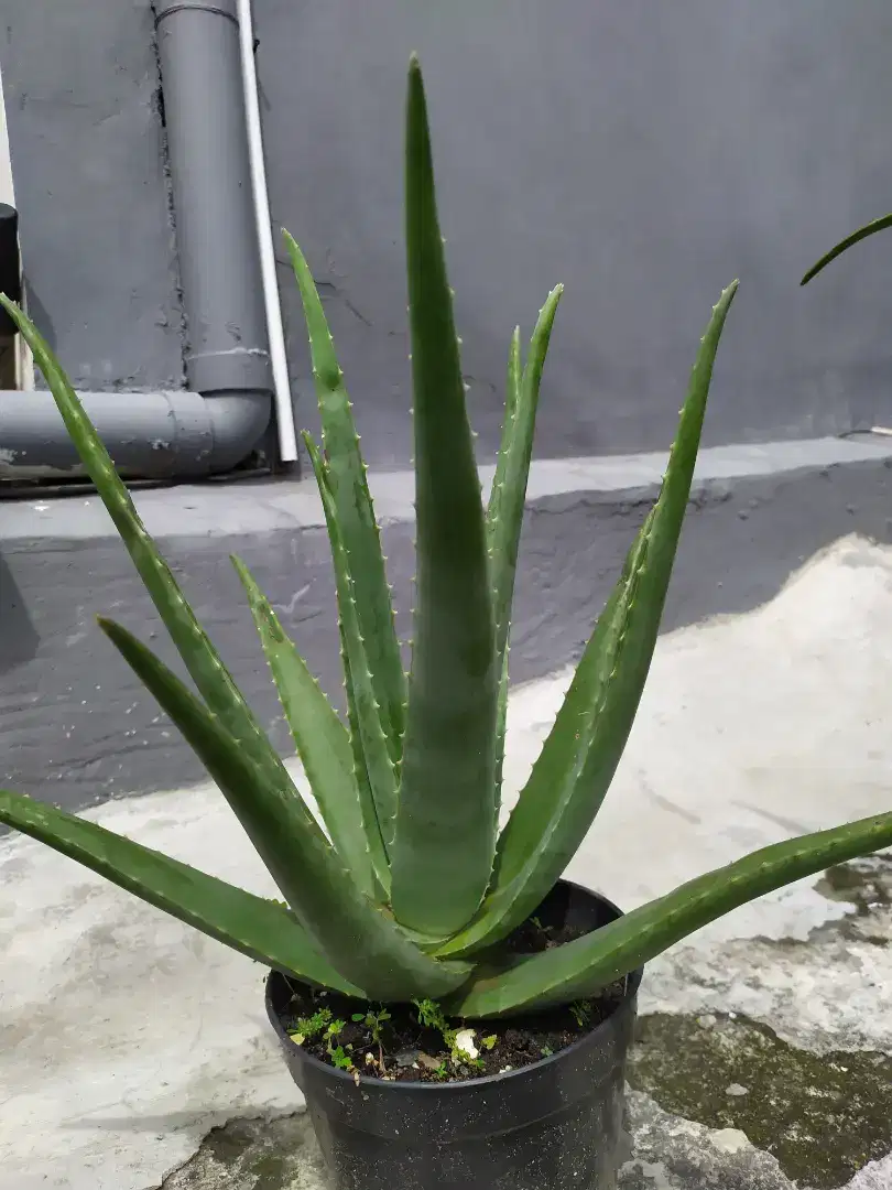 lidah buaya induk dan anakan daerah pancoran