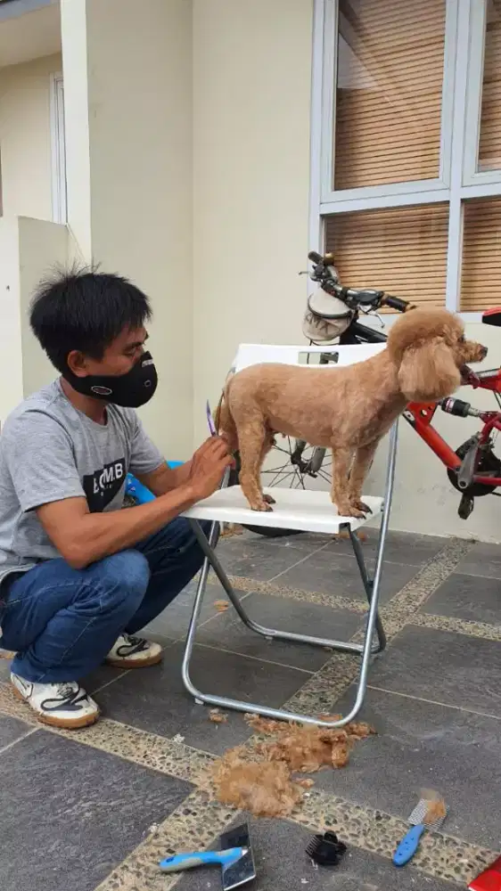 Termurah jasa grooming anjing kucing panggilan cukur bulu mandi rumah