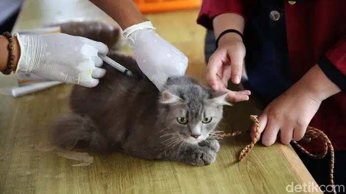 Ungasan Vetcare Anjing Dan Kucing Pengobatan Vaksin Grooming
