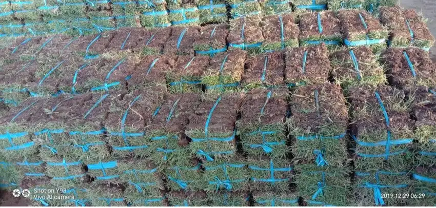 jual rumput jepang untuk bikin taman