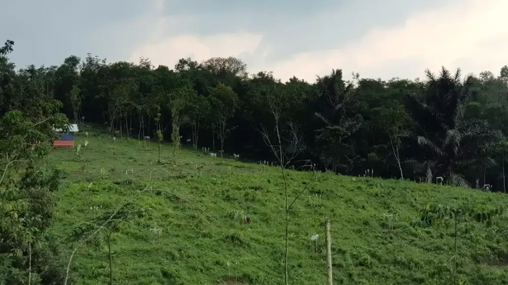 Tanah kebun perbukitan 2hektar+ (harga 35.000/m2)