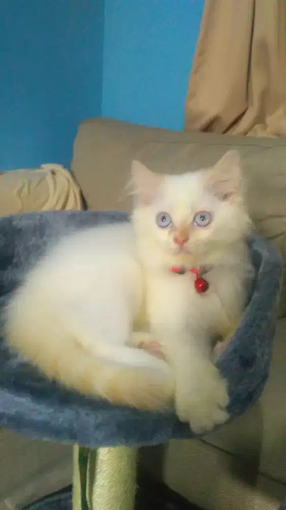 Grooming panggilan khusus kucing