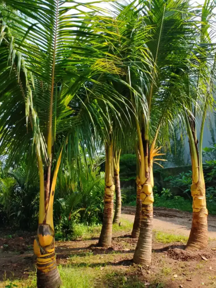 Menjual jenis kelap gading kuning dan hejo