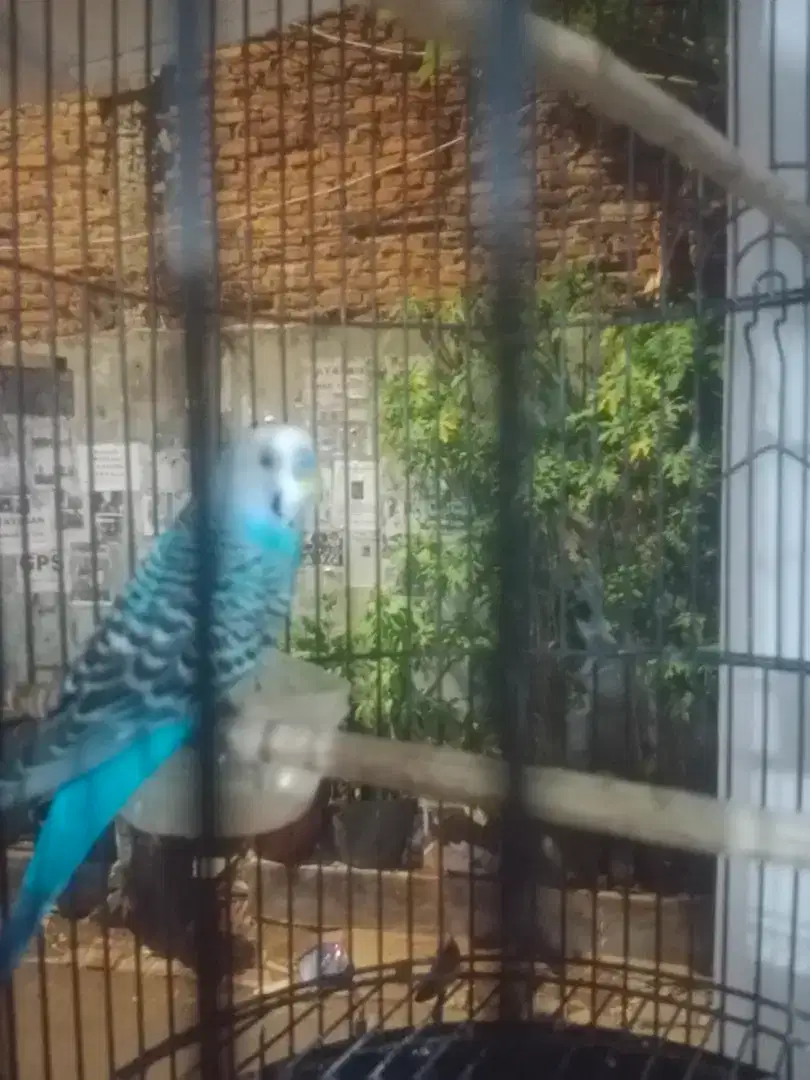 Burung parkit jantan jinak