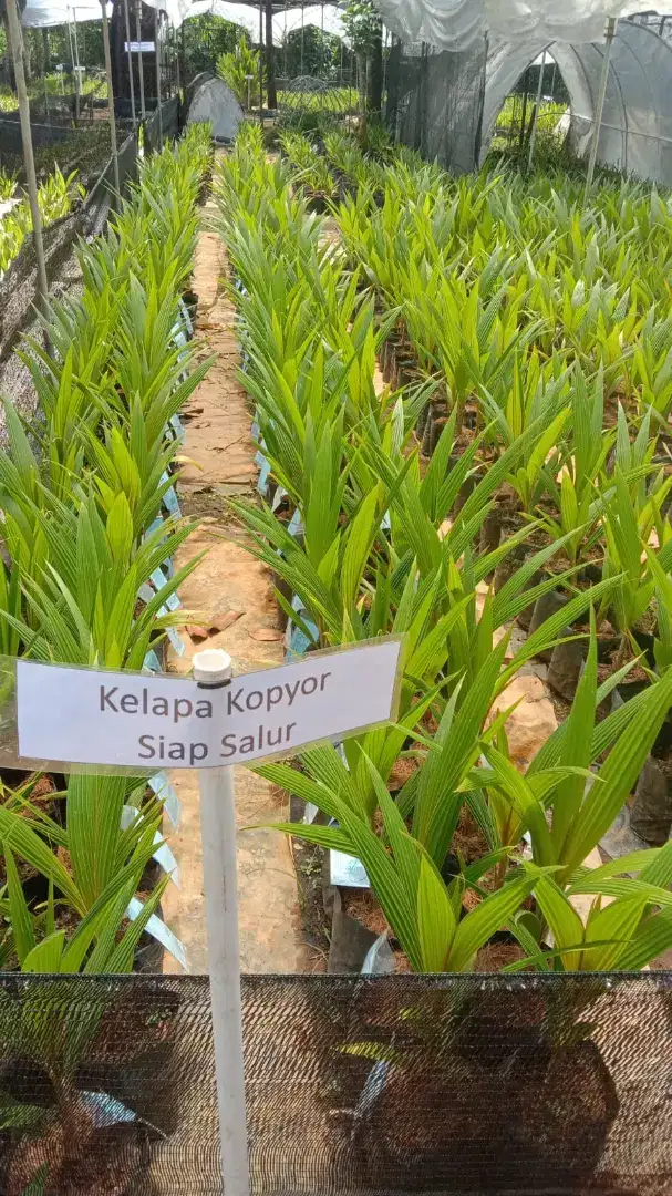 Kelapa kopyor genjah kuljar