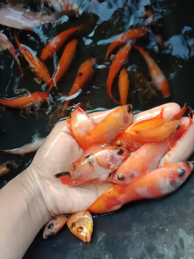 Jual bibit ikan nila merah sukabumi