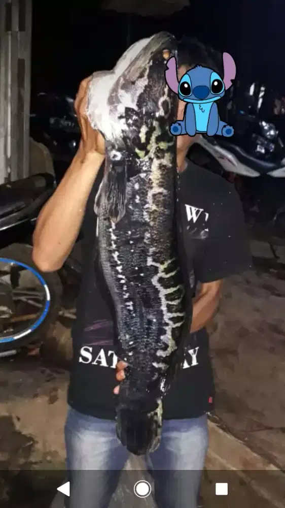 Ikan Gabus toman fresh