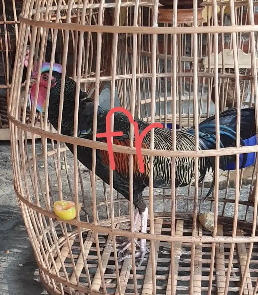 Jual ayam hutan hijau lombok - ayam hutan hijau lombok