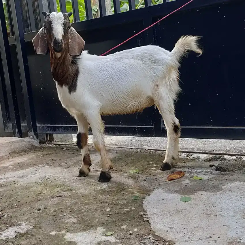 Kambing Aqiqah kelas Ekonomi