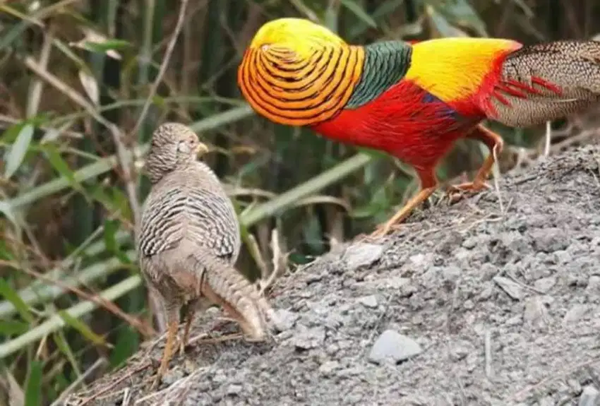 Jual Ayam golden pheasant - dijual golden pheasant