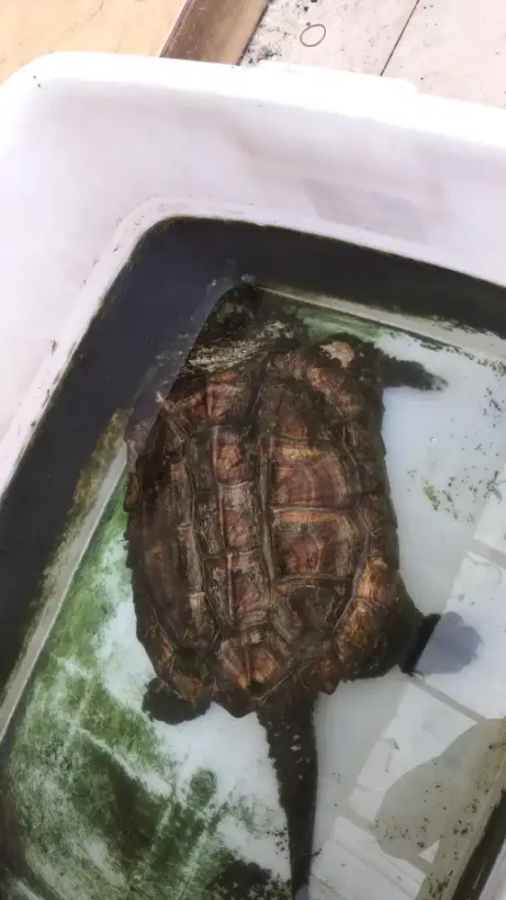 kura kura snapping 41 cm