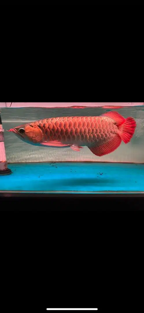 Ikan arwana super red sr size 48-50cm