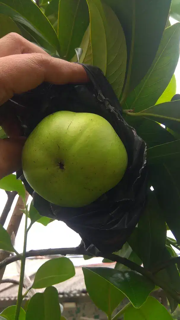 Black sapote  murmer promo terbatas