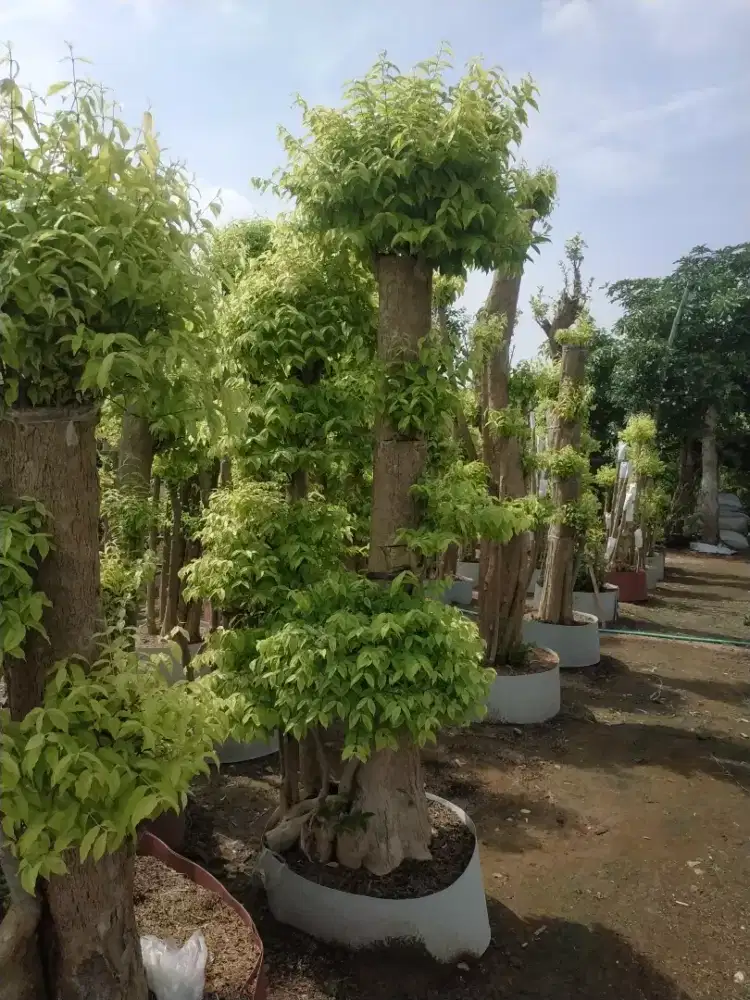 ampyangan & batu sikat lantai , Surabaya, Sidoarjo, Gresik