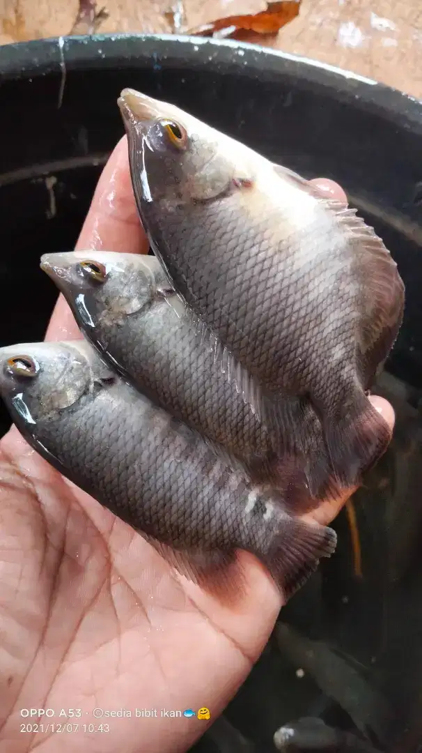 jual ikan gurame soang