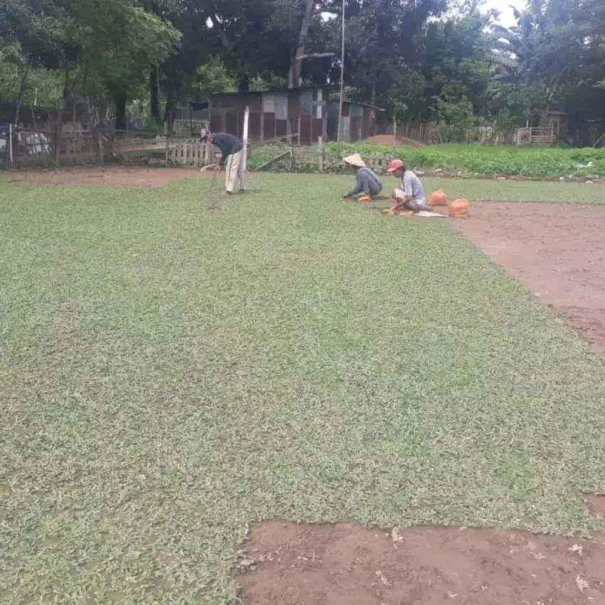 Suplyer  rumput Manila dan tanaman hias