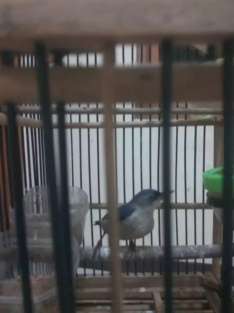 Rambatan Paruh Merah/ RPM Jantan.