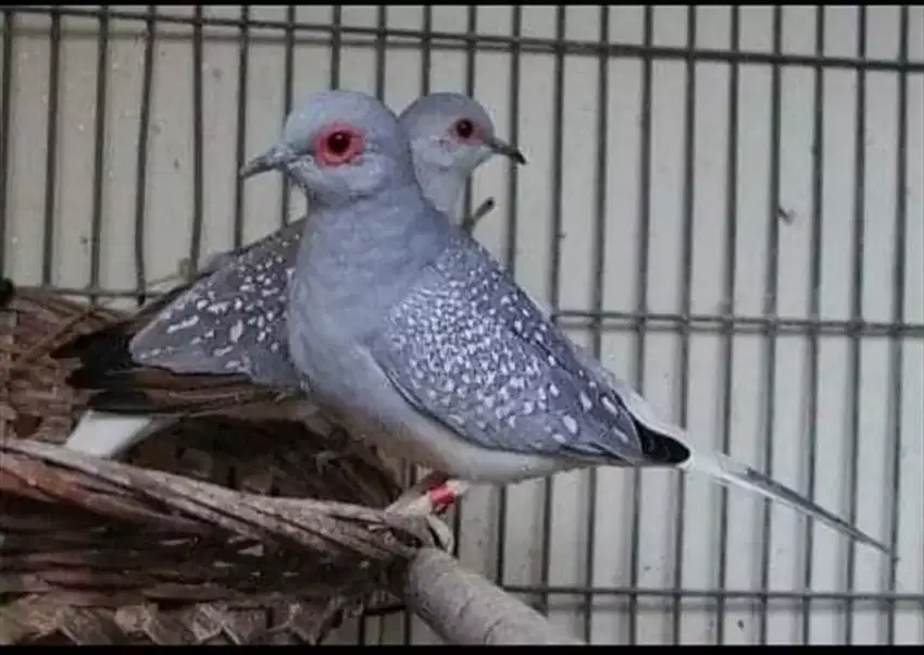 Burung diamond dove australia