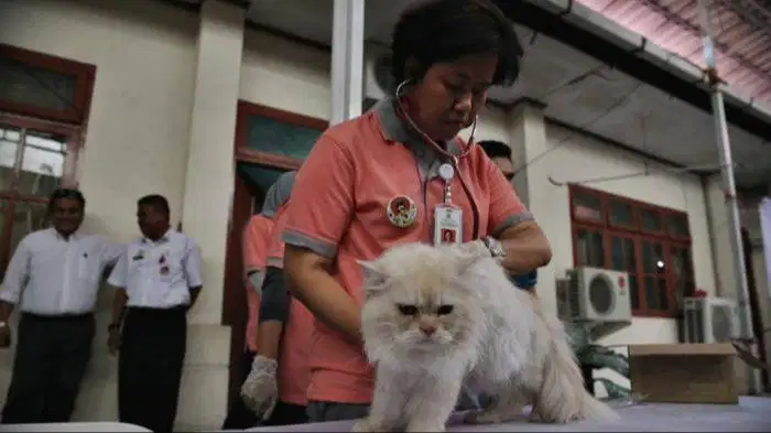 Pengobatan Kucing dan Perawatan Kucing
