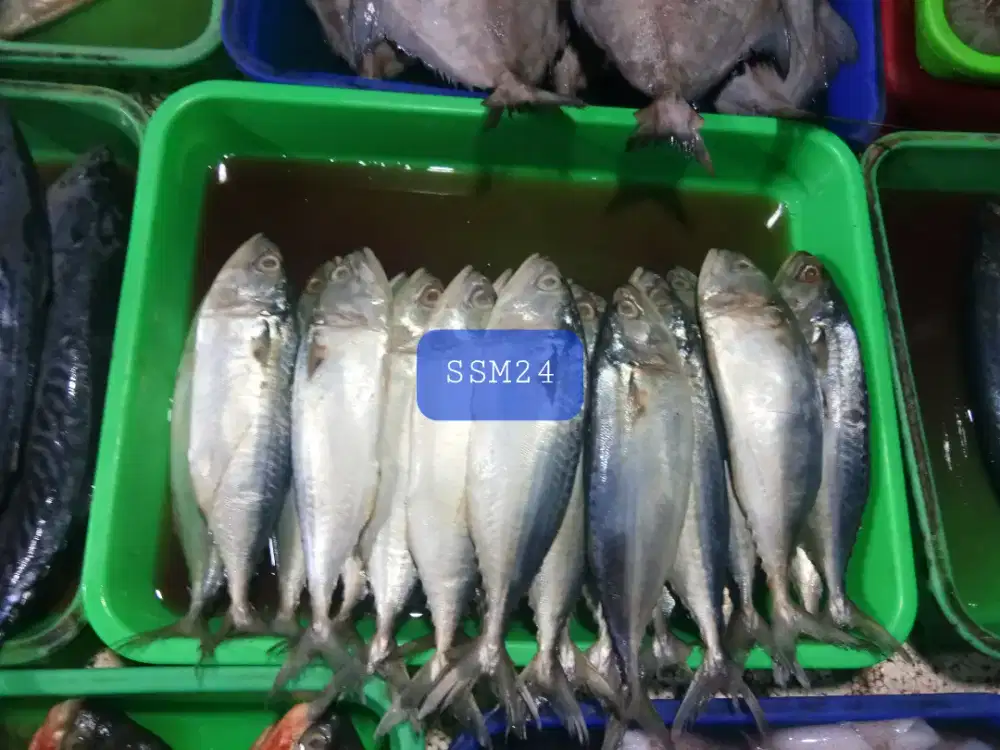 Terlaris Ikan Kembung Konsumsi Bisa Dikirim Keseluruh Indonesia
