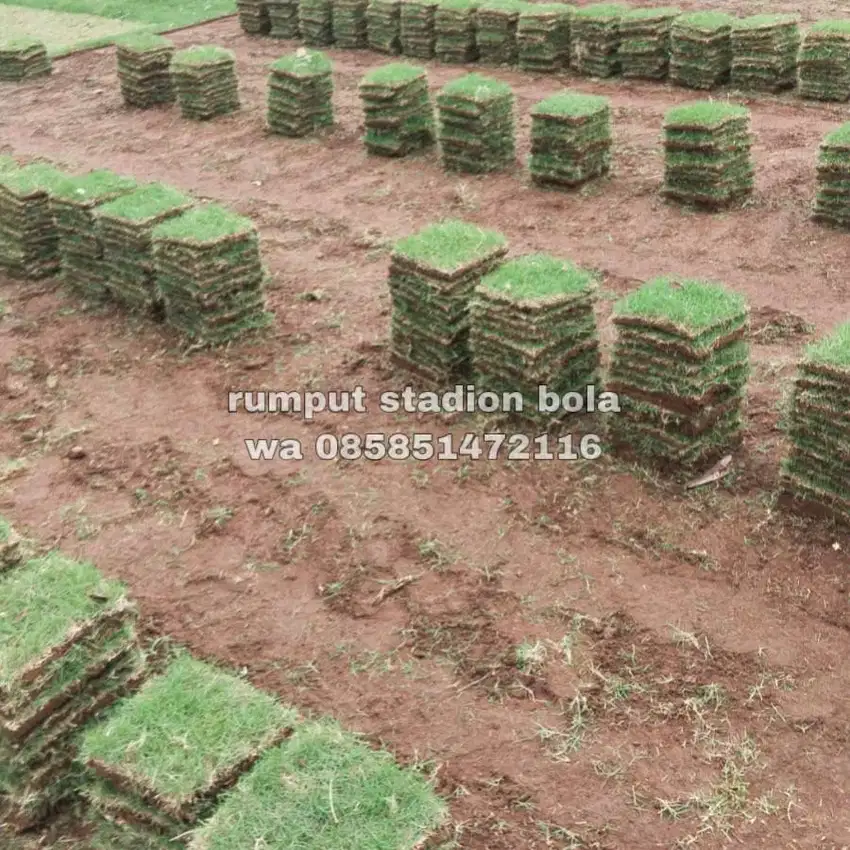 Harga Supplier Rumput Stadion Lapangan Zoysia Matrella Bekasi