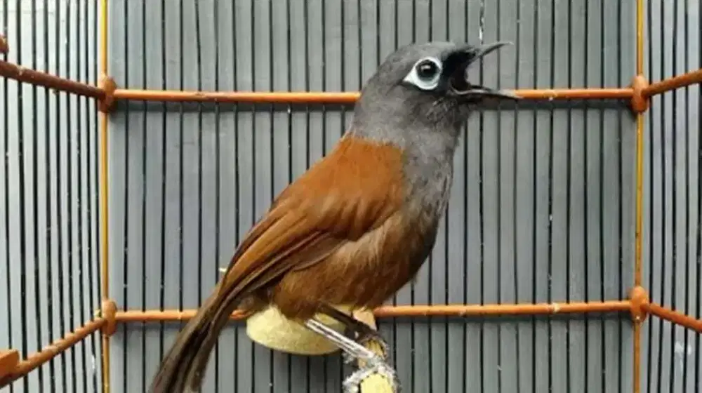 Burung poksay mantel