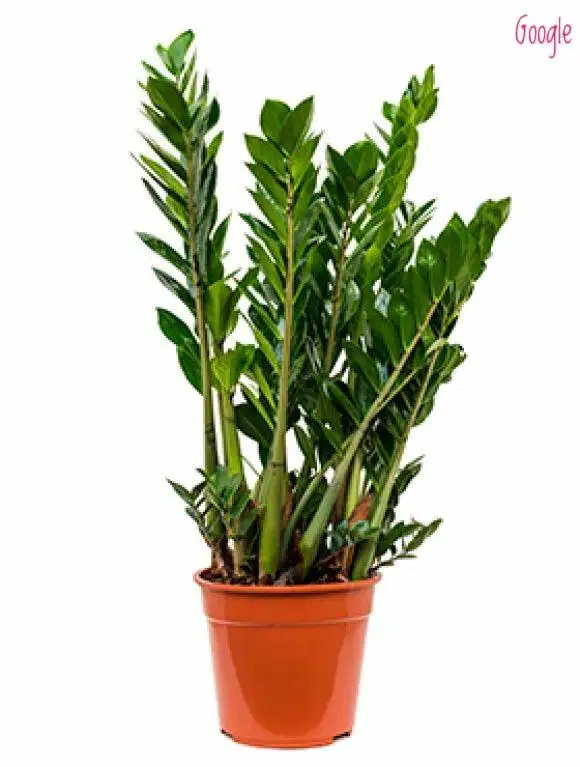 Tanaman Hias Zamioculcas zamiifolia | Tanaman Dolar