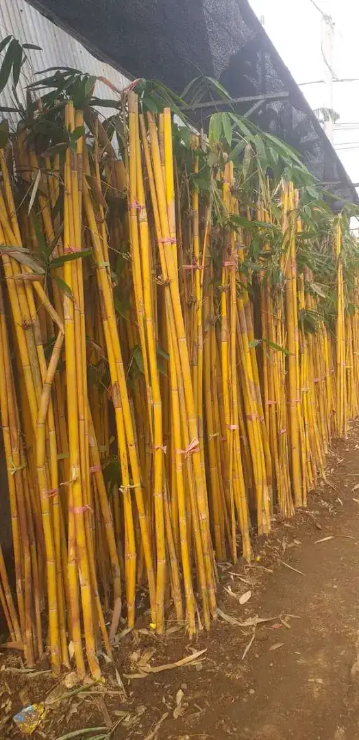 Tanaman hias bambu kuning / tanaman bambu panda