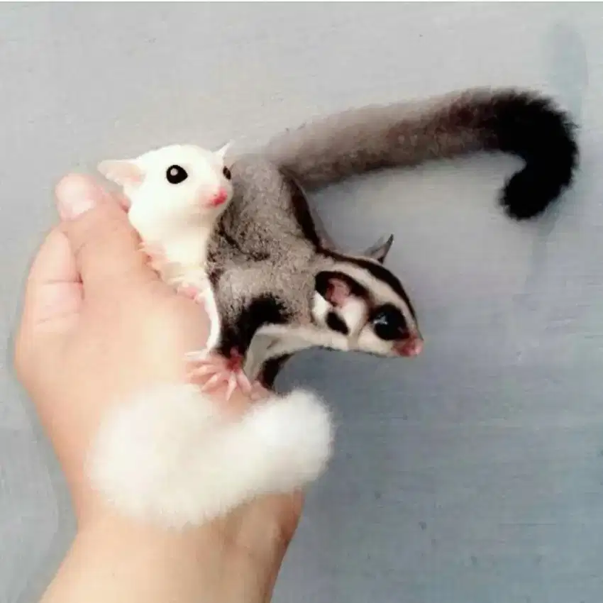 Pet hewan pliharaan anak anak sugar glider leucistic lucu