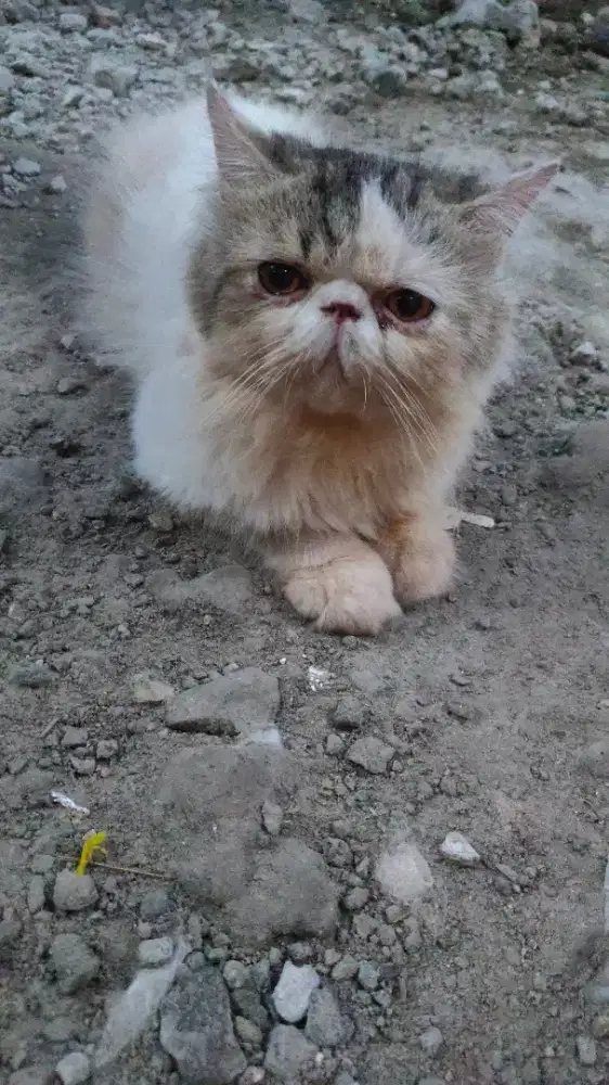 Peaknose exo jasa pacak