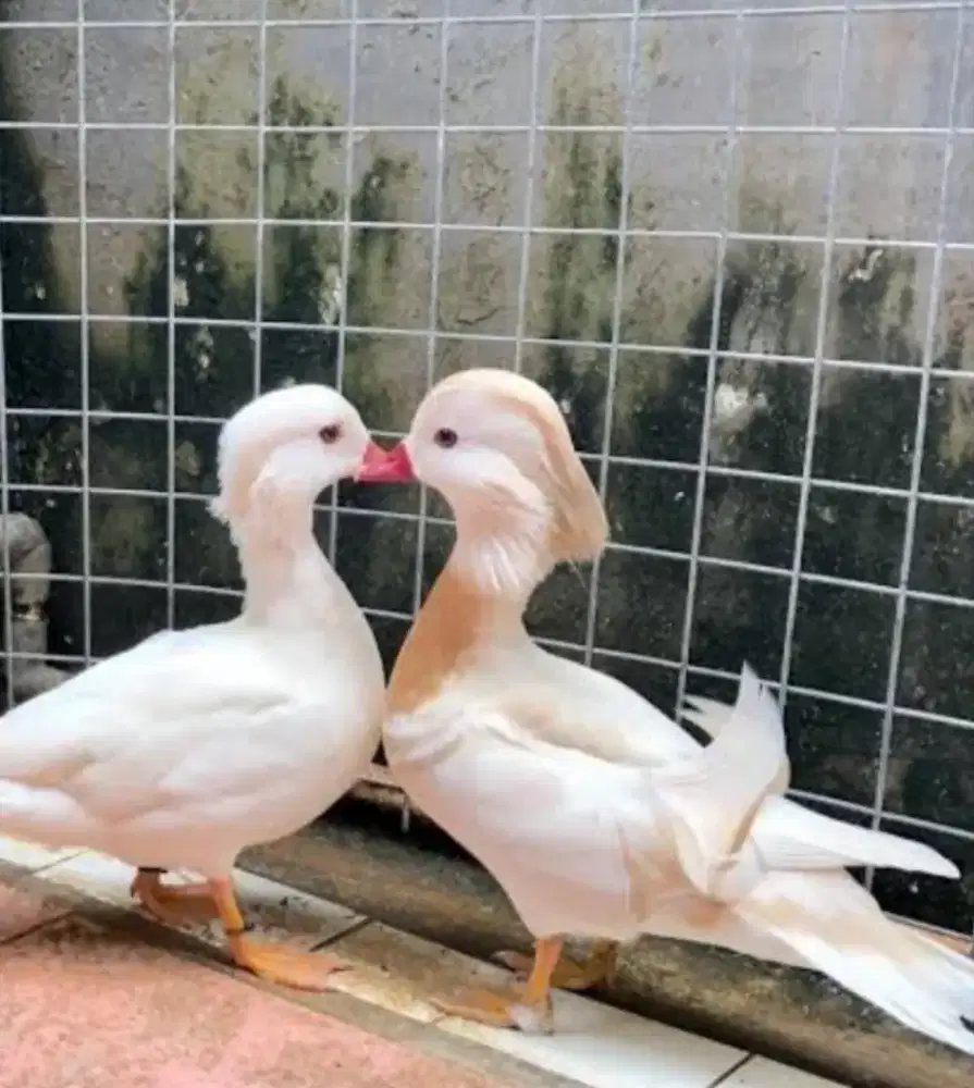 Bebek Mandarin import albino putih langka sekali